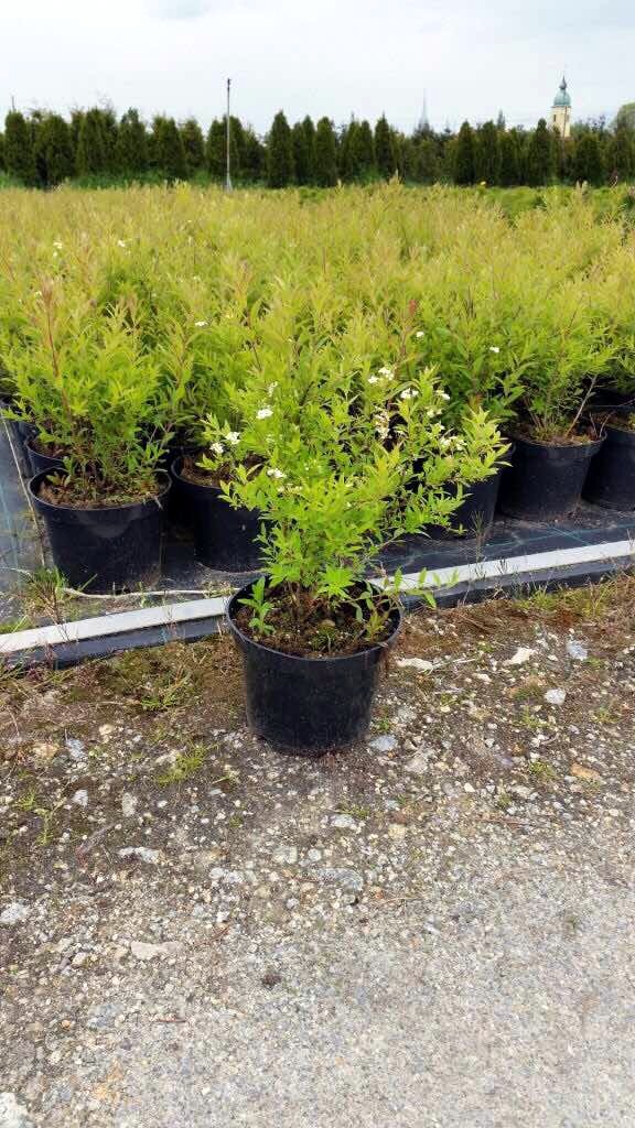 Спирея серая Грефшейм